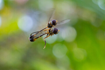 Baccha elongata is a fly in the genus Baccha