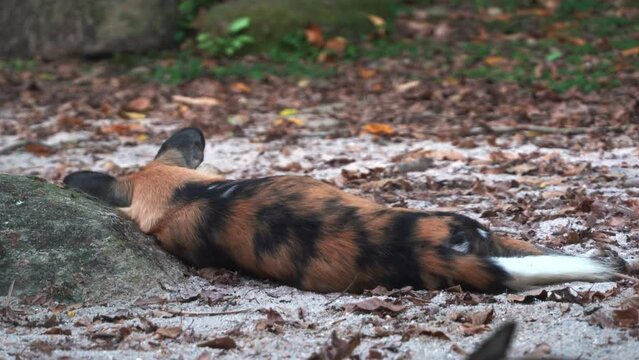 Static close up shot capturing the back of an african painted dog, lycaon pictus, wild canine resting on the floor ground at daytime.