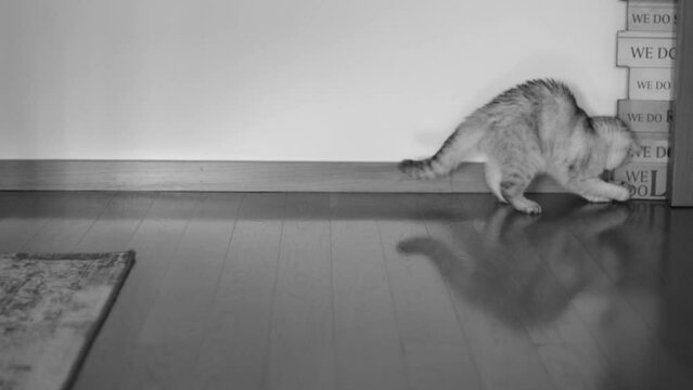 Chinchilla Persian Domestic Cat Kidding In Your Home with her mouse. white and black mood.