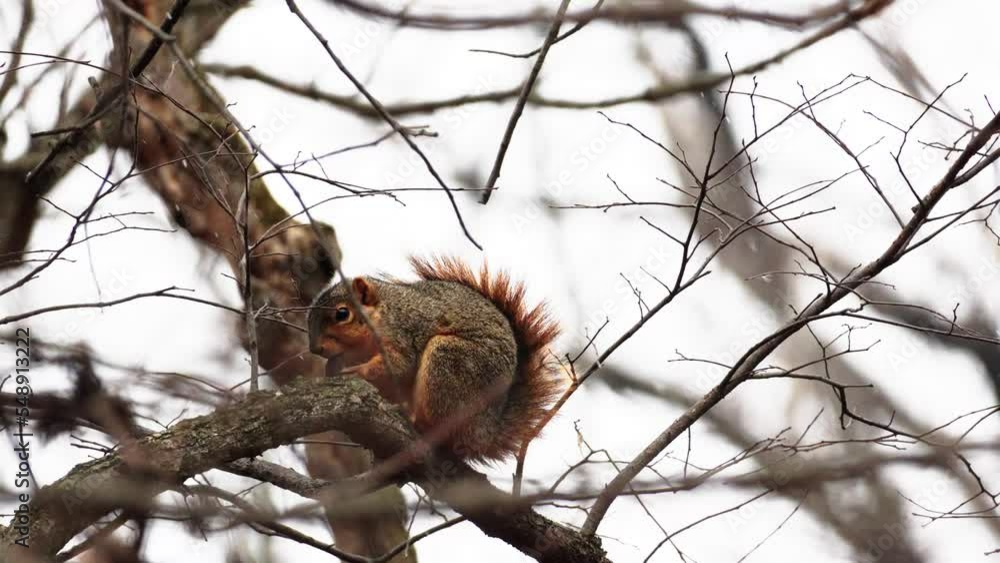 Poster hand-held shot of a red squirrel eating a nut in a tree while it snows