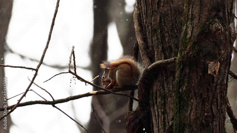 Poster static shot of a red squirrel eating a nut with its tail up while it snows
