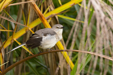 Mockingbird (Mimus polyglottos), a common bird species, dries its feathers after bathing in a puddle in Sarasota, Florida
