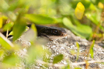 A cute snake, probably an eastern racer or black racer (Coluber constrictor), pokes its face out of...