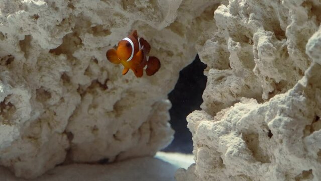 A lone maroon clownfish swims in an aquarium.