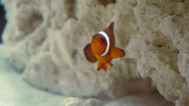 A close-up of a maroon clownfish in an aquarium.