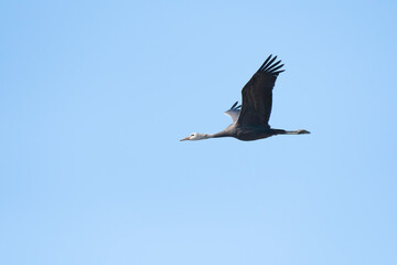Hooded crane juvenile flying in the blue sky