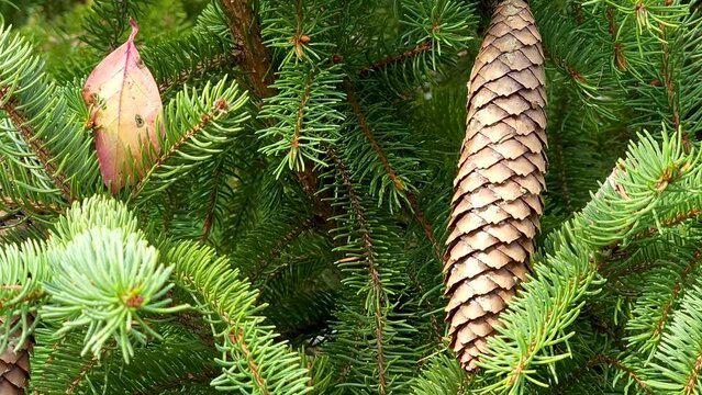 Close Up Shot Of Conifer Cone, Pine Cone Suspended From Green Tree