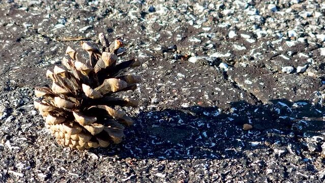 Close Up Shot Of Conifer Cone, Pine Cone Placed On Asphalt 