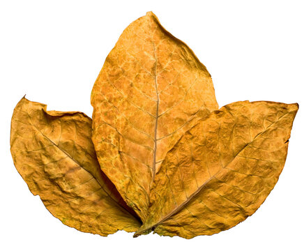 dry tobacco leafs