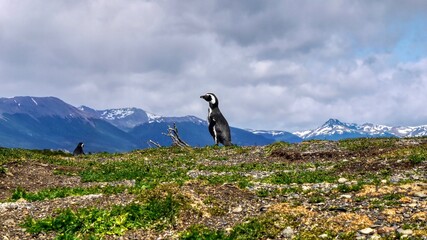 A Magellanic penguin (Spheniscus magellanicus) stands in a nesting ground on Martillo Island in the Beagle Channel, near Ushuaia, Argentina, with the Andes mountains in the background.