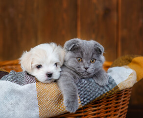 Fluffy gray lop-eared kitten lying next to a small Maltese puppy in a wicker basket on a brown plaid