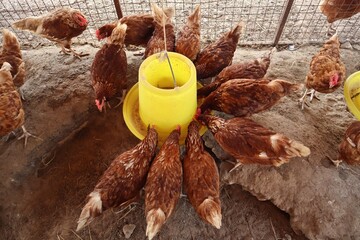Chicken feeding in farm, livestock farming