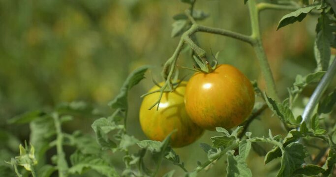 Static handheld shot of two tomatoes attached to the palnt. They are  still unripe. Their color is orange. Shallow depth of view with a blurred background. Close shot