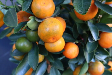 Mandarin Orange fruit plant, fresh fruit on the tree