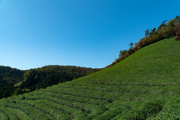 Fototapeta na wymiar A quiet autumn afternoon view of a green tea field