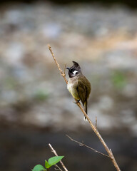 Himalayan bulbul or white cheeked bulbul or Pycnonotus leucogenys bird closeup perched on branch at dhikala jim corbett national park uttarakhand india asia
