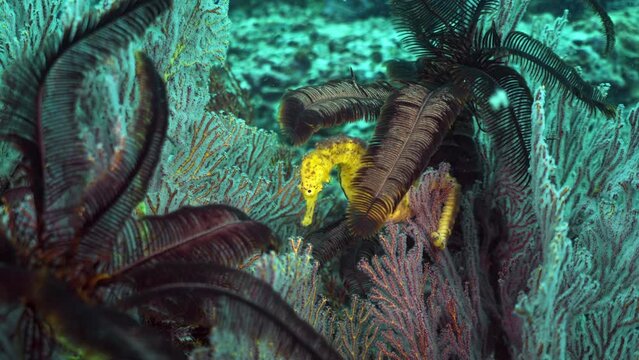 Close up yellow seahorse Hippocampus kuda on soft coral underwater ocean reef