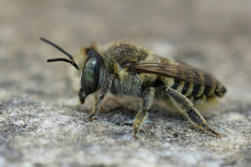 Close up of a female Megachile pilidens sitting in a stone