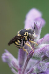Vertical closeup on the European Yellow rotund resin bee, Anthidiellum strigatum