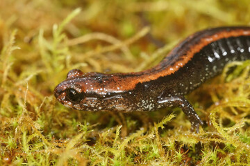 Closeup on a juveile of the endangered Del Norte Salamander , Plethodon elongatus, in North...