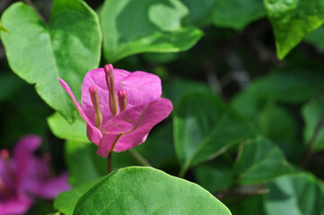 Closeup of Bougainvillea flower with green leaves