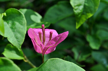 Closeup of Bougainvillea flower with green leaves