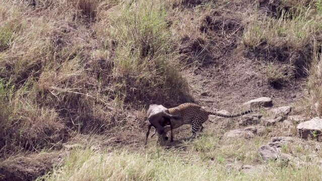 African Leopard jump to hunt Wildebeest calf
Tanzania, 2022 Leopard attacking Wildebeest calf 
