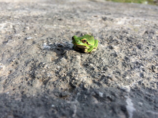 Single Green Frog sitting on land. A cute green frog with brown eyes.