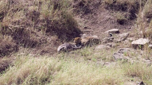 African Leopard with Wildebeest calf in its teeth
Tanzania, 2022 Leopard attacking Wildebeest calf 
