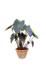 Flower pot and Green tree decoration isolated on white background with clipping path.