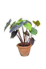 Flower pot and Green tree decoration isolated on white background with clipping path.