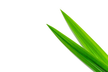 fresh green pandan leaves isolated on white background