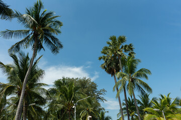 Fototapeta na wymiar Coconut trees along the coast
