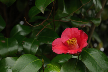Camellia japonica with beautiful red flowers on a rainy spring day