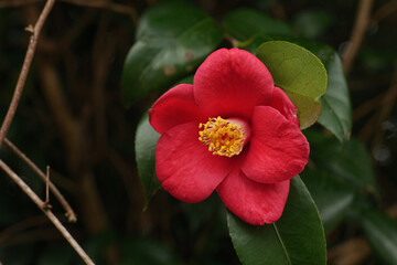 Camellia japonica with beautiful red flowers on a rainy spring day