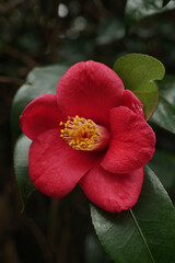 Camellia japonica with beautiful red flowers on a rainy spring day