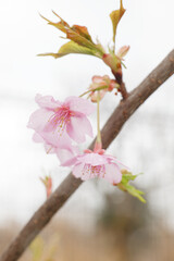 Kawazu-zakura in full bloom with beautiful pink blossoms on a rainy spring day.