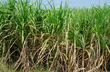 sugar cane field, sugarcane in the field growing