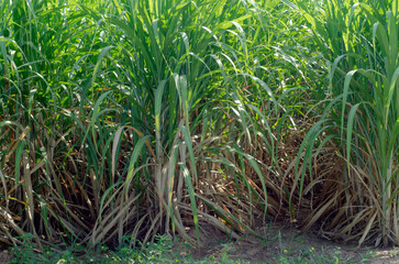 sugar cane field, sugarcane in the field growing