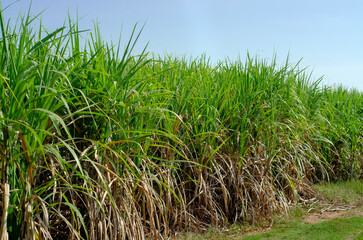 sugar cane field, sugarcane in the field growing - obrazy, fototapety, plakaty