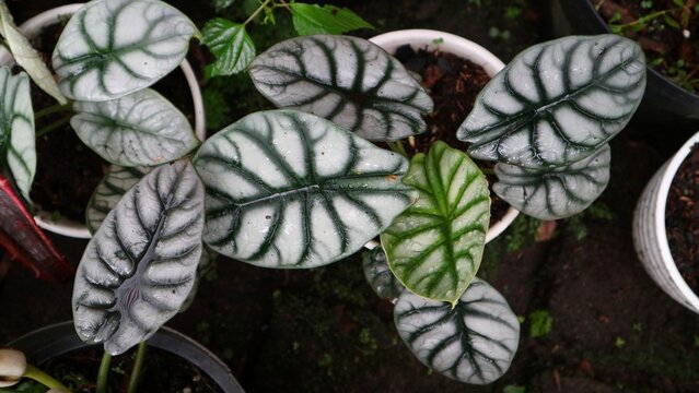 Group of Keladi tengkorak or Alocasia Silver Dragon on the day light at the natural garden. Commonly known as Alocasia baginda. Dragon Scale Alocasia is a mystical-looking plant.