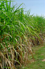 sugar cane field, sugarcane in the field growing