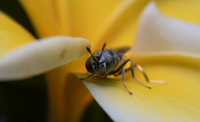 Close-up Mouth of a Black soldier Fly on Bright yellow flowers - MEET THE FLY THAT COULD HELP SAVE THE PLANET