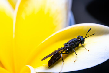 Close-up full body from behind of a Black soldier Fly on Bright yellow flowers - MEET THE FLY THAT...