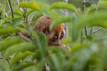 nycticebus borneanus, nocturnal animal
