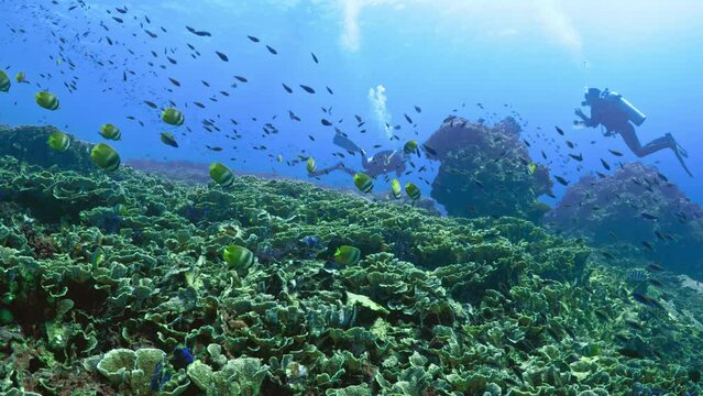 Scuba diving underwater over reef wall with tropical fish and divers Bali, Indonesia 