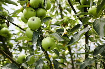Ripe apples on a tree in a garden. Organic apples hanging from a tree branch in an apple orchard