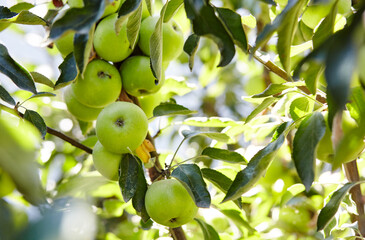 Ripe apples on a tree in a garden. Organic apples hanging from a tree branch in an apple orchard