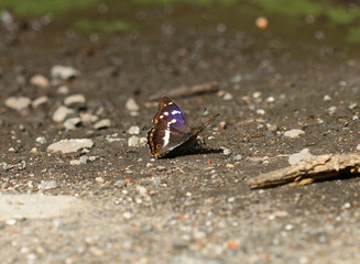 Großer Schillerfalter - Purple emperor