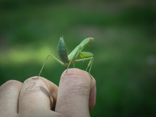 A closeup of a praying mantis in male hand on blurred background.